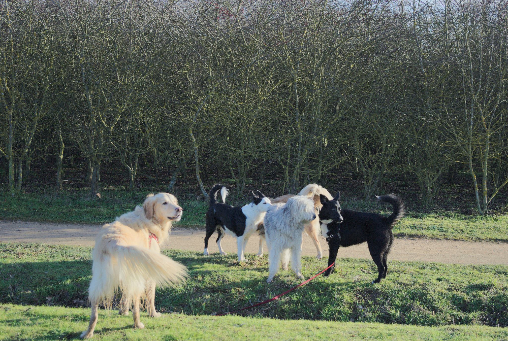 éducation et dressage de chiens Savoie
